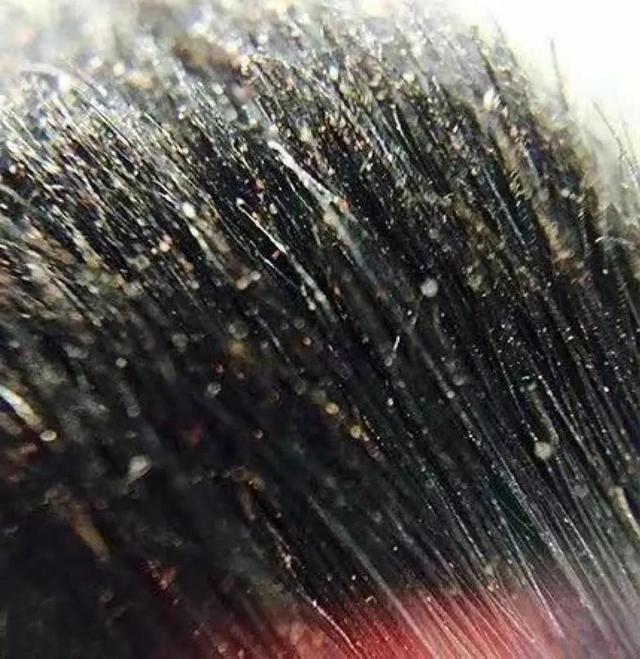 双面洗脸刷怎么用，洗脸刷有必要买吗（三分钟教你化妆刷清洗攻略）