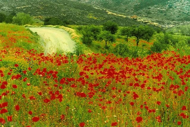 与春天有关的成语，春天的成语有哪些（春天的描写与成语）