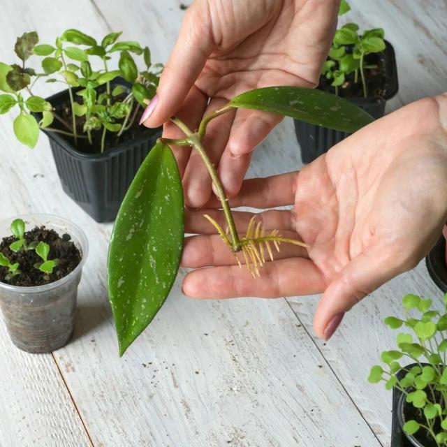 花卉种子的常见人工催芽方法，园林植物种子催芽的方法（秋季常见盆栽植物快速扦插繁殖指南）