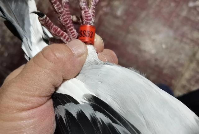 一路顺风，一路顺风的祝福语（祝小鸽子一路顺风图片）
