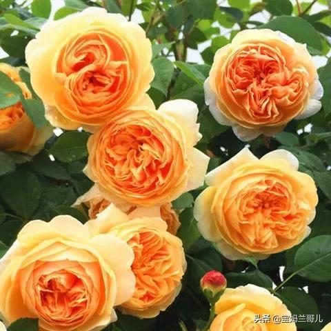 朱丽叶玫瑰多少钱一朵，朱丽叶玫瑰花（全世界最贵的月季花）