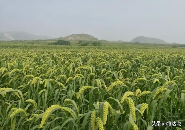 小米是什么农作物，粟是什么农作物（五谷之首的小米为何被四千多年前从西亚传入的小麦取代主粮地位）