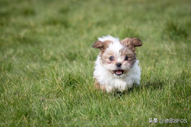 狗狗排行榜之“最可爱”的几种狗，种最可爱的泰迪熊犬种