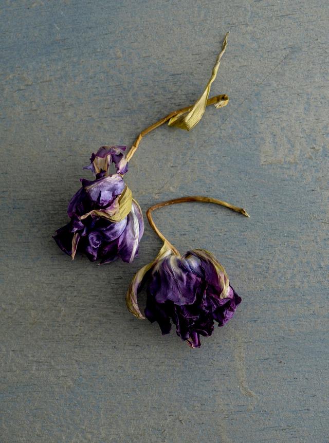 鲜花怎样保鲜时间更长一点呢，鲜花怎样做成干花（把鲜花的美丽永远留住——干燥花的基本制作方法）