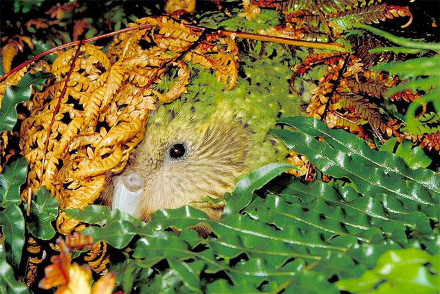 鸮和猫头鹰区别，领角鸮和猫头鹰区别（最大的鹦鹉却不会飞）