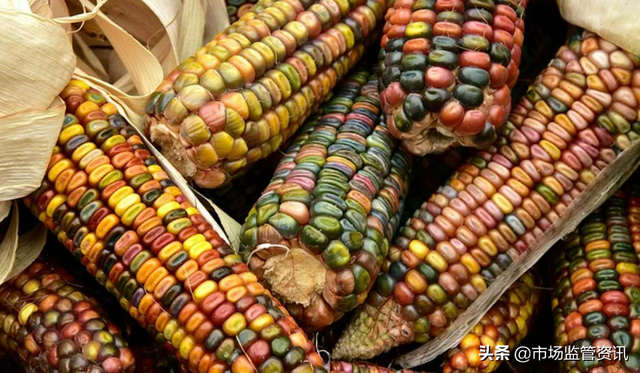 玉米营养成分含量表，玉米的营养成分（ 甜玉米、老玉米、糯玉米）