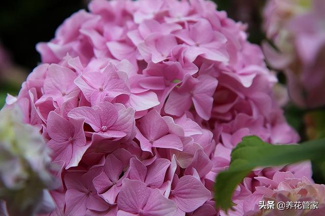 白色绣球花的花语，白色绣球花的花语和寓意图片（四色绣球花，花语大不同）