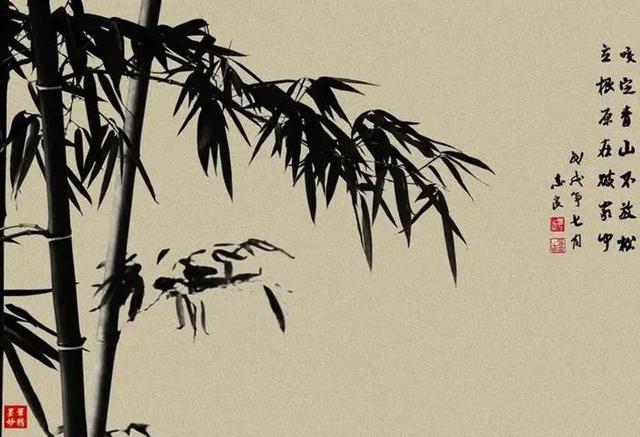 竹子的寓意和象征，竹的雅称和寓意（为什么大家都喜欢家里有竹子呢）
