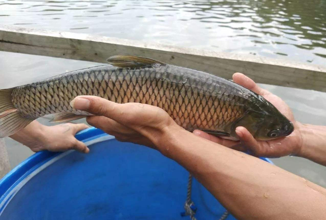 怎样钓到草鱼，怎样钓到草鱼苗（学会4个技巧2种钓法）