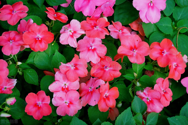 赠送玫瑰花的祝福语，送玫瑰花的祝福语简短（有花陪伴最幸福；有叶牵挂更美好）