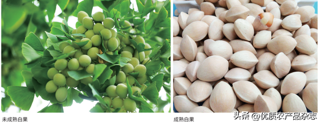 银杏树的介绍和特点，银杏树的介绍和特点+图片（秋风起银杏黄：明明白白吃白果）