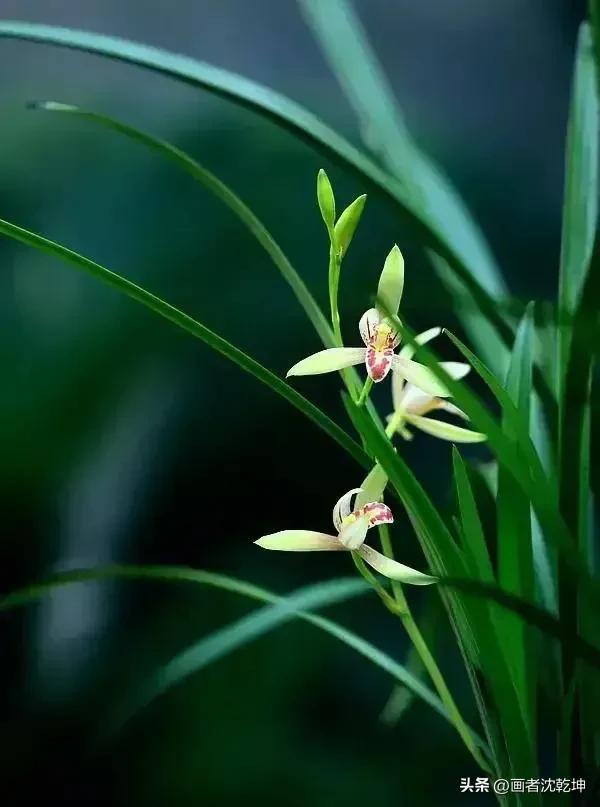 十大最贵最美兰花，绝美兰花50幅