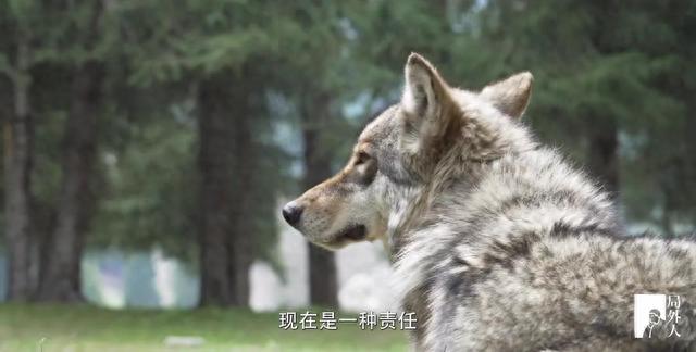 与狼共舞的野狼谷，培养“战士”的生态家园