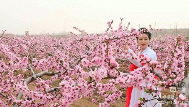 澄城县韦庄镇：“相约东庄•醉美桃花节”邀您前来