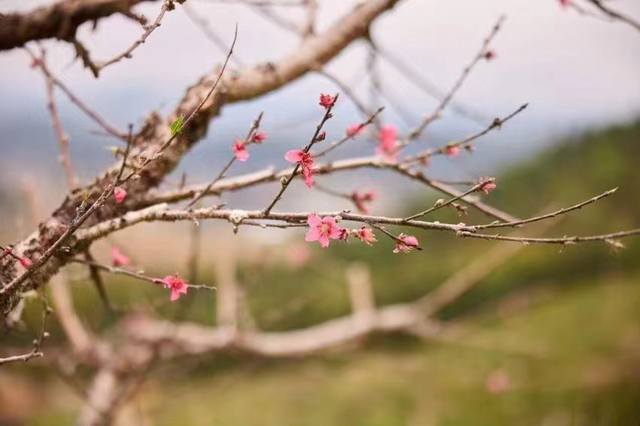 从化旅游景点大全，从化一日游旅游攻略大全（打卡吕田鹰嘴桃花+罗洞工匠小镇麦浪+莲麻小镇）