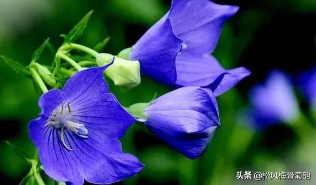 蓝色风信子花语，蓝色风信子花语是什么（分享蓝色的花）