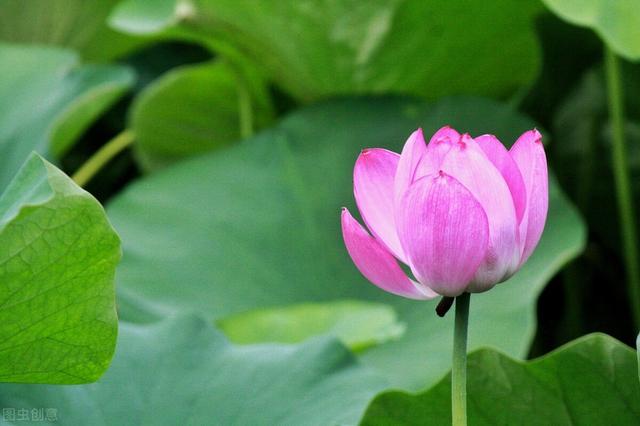 红尘是什么意思，红尘什么意思（红尘是什么）