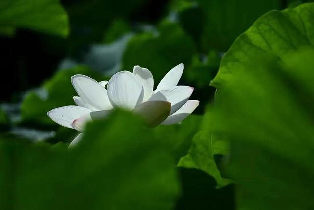 诗的音序是什么，诗的音序是什么音节是什么（什么样的诗才称得上好诗）