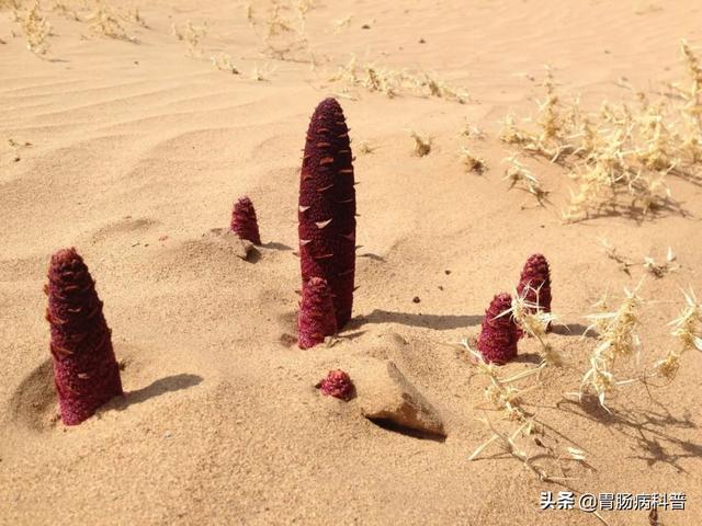 曼陀罗花的图片，曼陀罗花是什么（301味中药材的原植物彩色图谱）