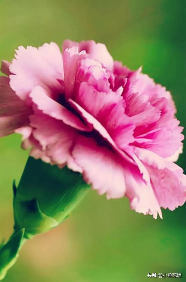 母亲节送什么花，母亲节送什么花最适合（能送给母亲的花不只是康乃馨）