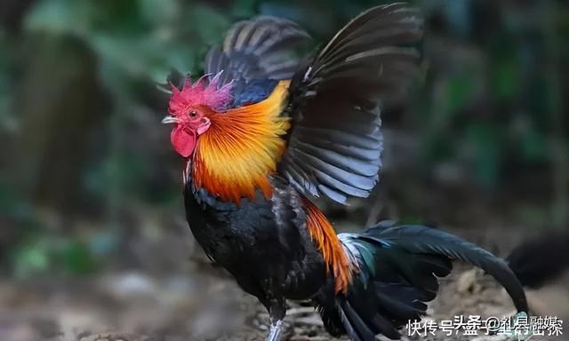 蜈蚣和蛇的毒哪个厉害，为什么身为五毒之一的蜈蚣