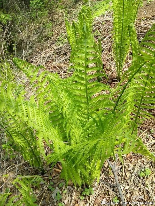 黄瓜香和蕨菜的区别，东北黄瓜香野菜是蕨菜吗（伴有黄瓜香味的野菜）