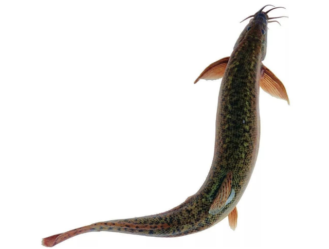 泥鳅养殖技术及加盟，怎么养泥鳅？泥鳅人工养殖技术