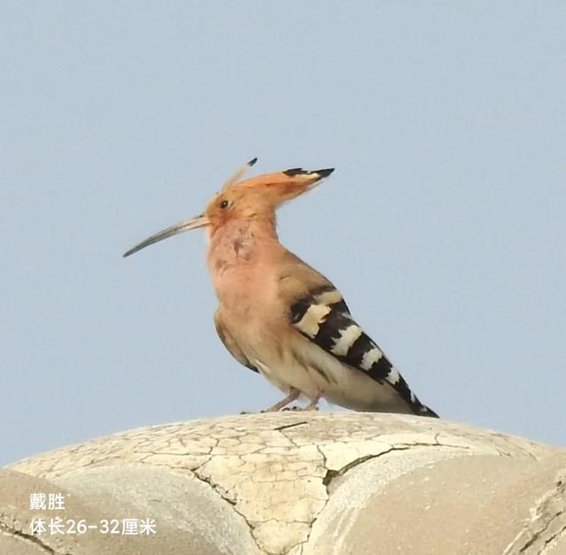 早上,在大約4-500米之外,隱隱聽見戴勝鳥的咕咕聲,於是跟著鳴叫聲慢慢