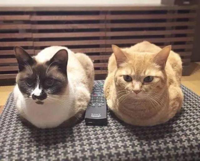 猫为什么揣手，猫为什么揣手走路（养猫多年的你，未必知道）