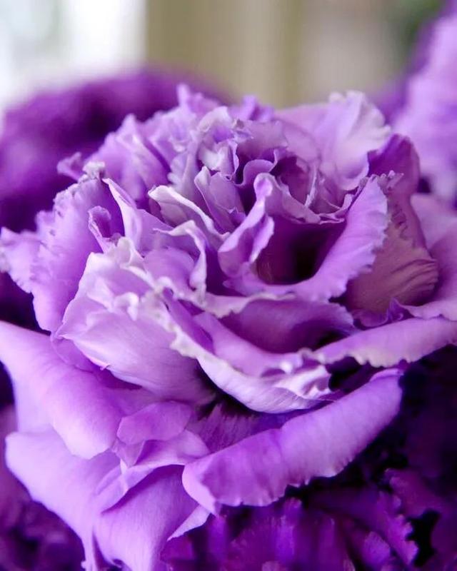 粉色桔梗花的花语是什么，粉桔梗的花语和寓意（花色各不同。同样皆美丽）