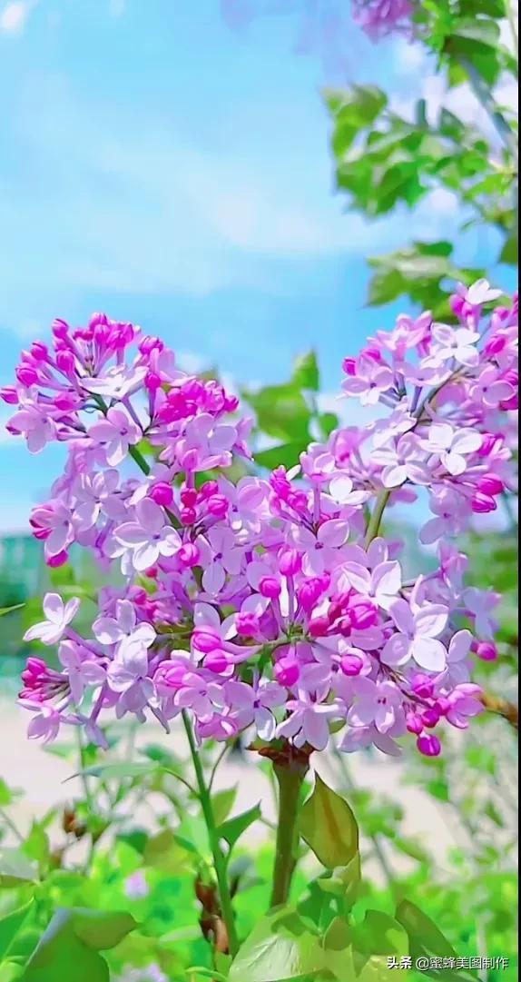 适合发心情的图片   赏图愉快哦:），关于发心情的图片（鲜艳欲滴的花朵）