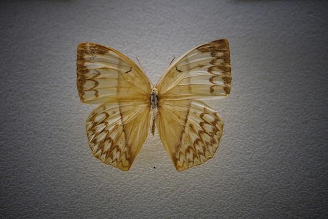 做什么梦说明爱情要来了，什么梦预示真爱到了（爱情魅力追求梦）