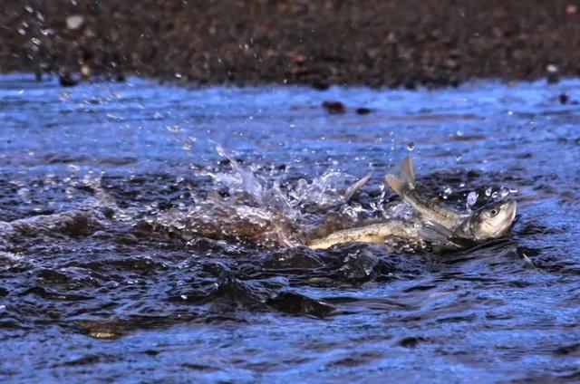 青海湖简介，监测青海湖简介（禁渔10年最大的鱼有多大）