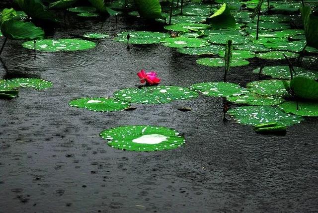 描写雨景的诗句，描写雨景的诗句短句（关于“雨”的100句经典诗词）