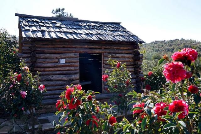 大理市春季赏花去哪里，大理开花季节（春之大理，与茶花“约会”）