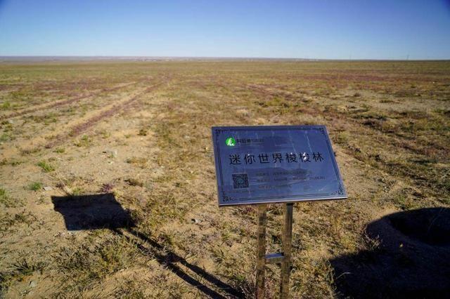 迷你世界种树怎么种，迷你世界种树的方法（一直陪娃成长的游戏）