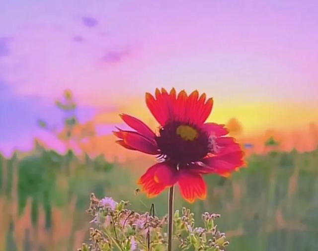 唯美花朵，唯美花朵图片（唯美清新的花朵图片）