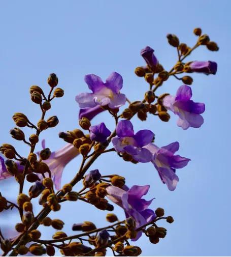 梧桐花的花语和寓意，爱校园——花花世界