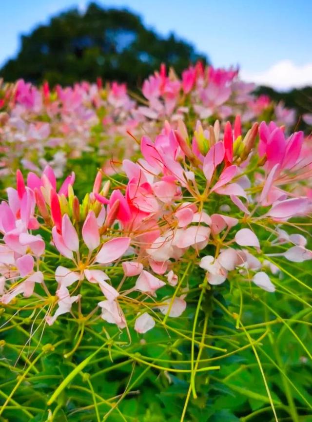 不如名师指路前面一句是什么，不如名师指路前面一句是什么成语（就是看透而不说透）