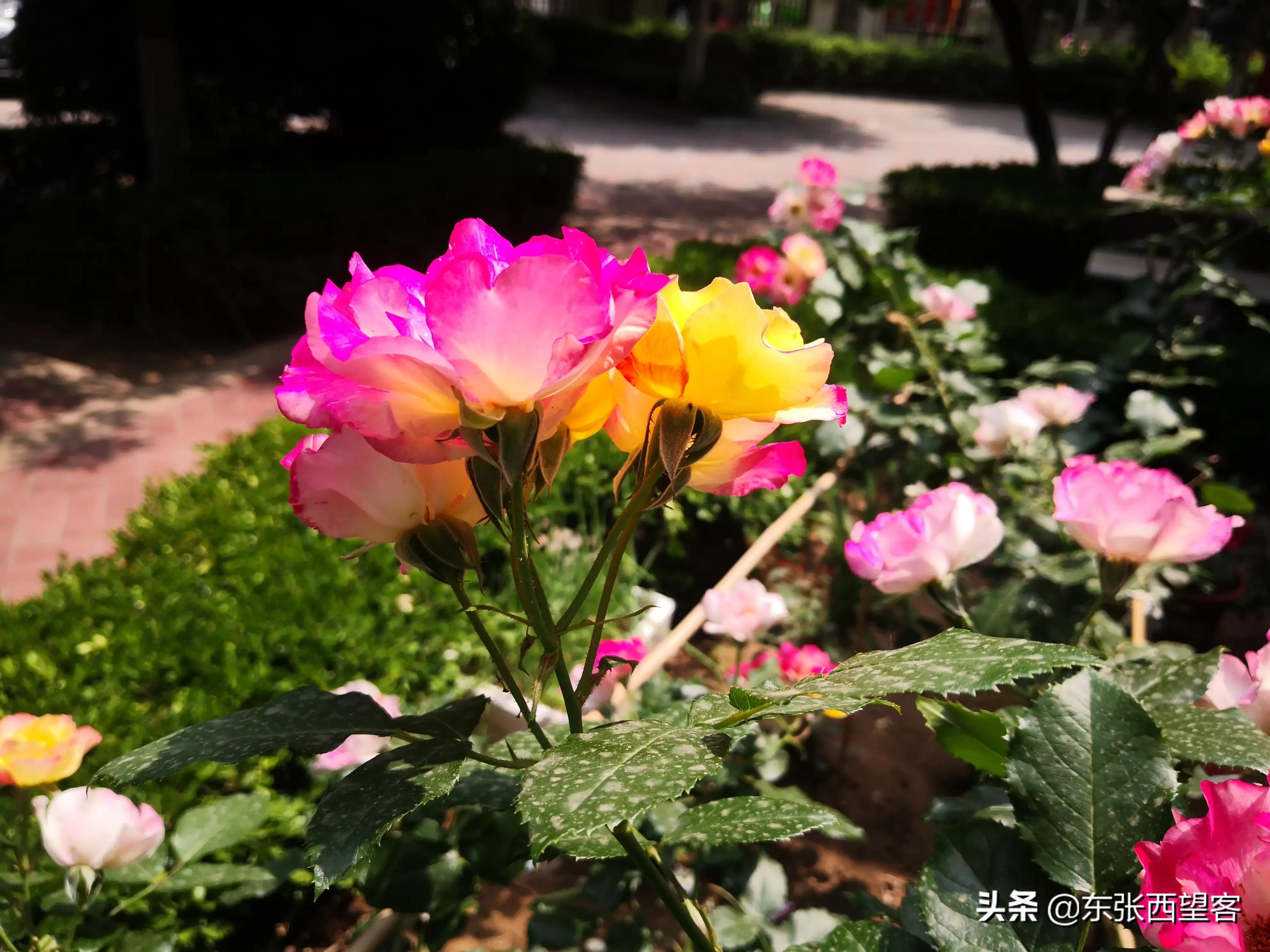 0大寿祝福语(80岁寿宴贺词)"