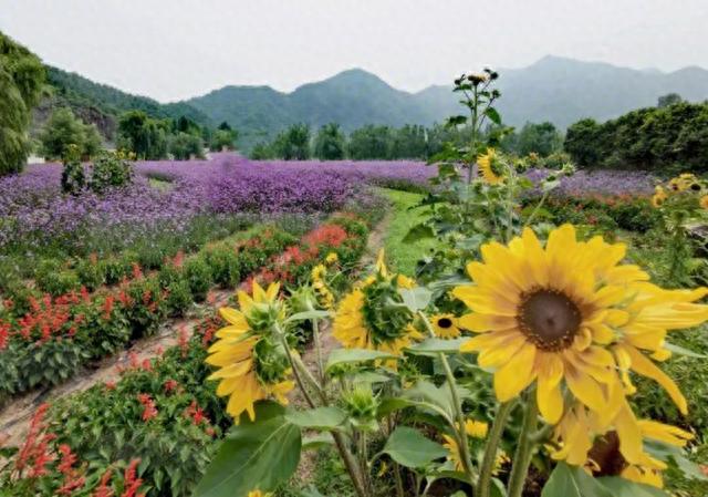 北京景点推荐，人间花海#低音号语音导游#