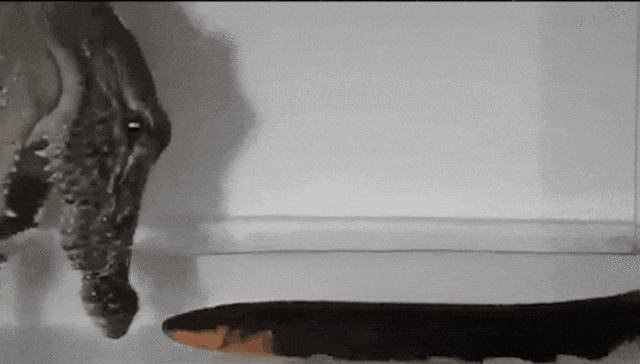 电鳗为什么会放电，电鳗为什么会放电百科（放电瞬间电压高达800伏特）