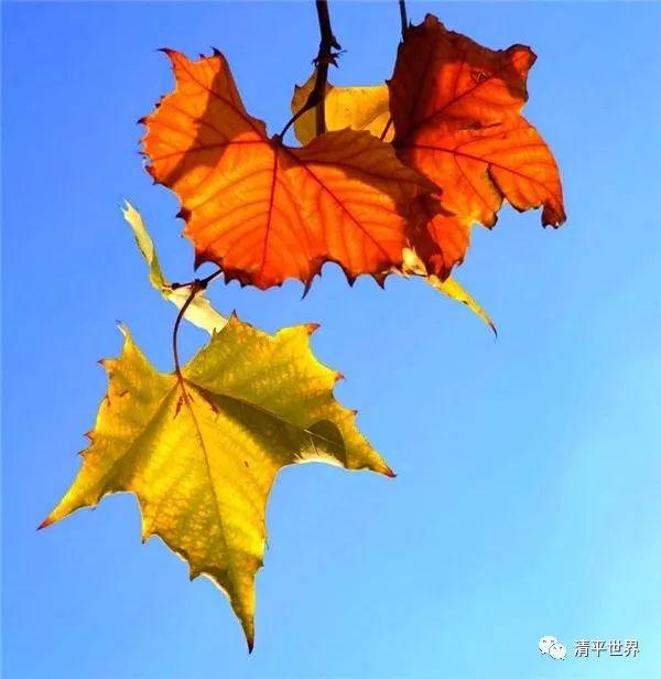 赞美春天的句子，写春天的优美句子（院子里的一棵梧桐树下）