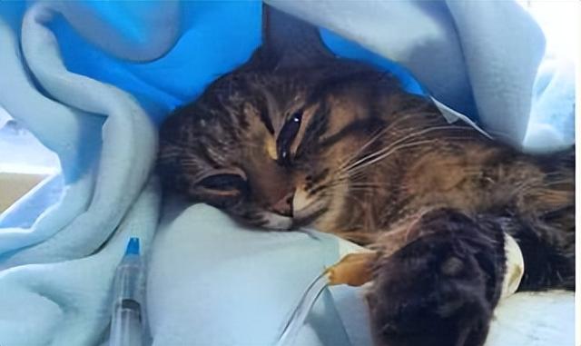 猫做绝育手术需要多少钱，猫咪做绝育手术需要多少钱（你必须知道的猫咪绝育那些事）