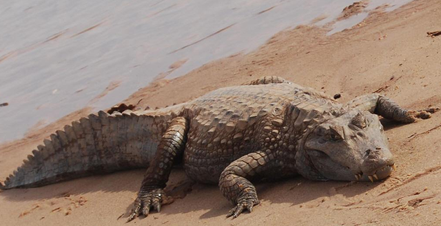 亚马逊河在哪里，亚马逊河在哪里（充满危险生物的亚马逊河有多可怕）