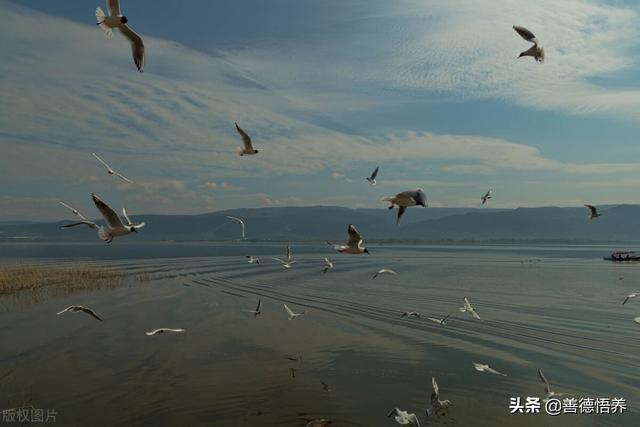 2022沧月小说经典句子，沧月全文免费阅读（《玉骨遥》呼声高涨，呼之欲出）