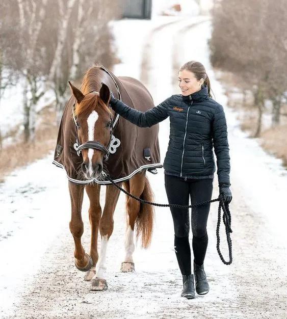 马厩是什么意思，马厩还可以说成什么（从肢体语言了解马在“说”什么）