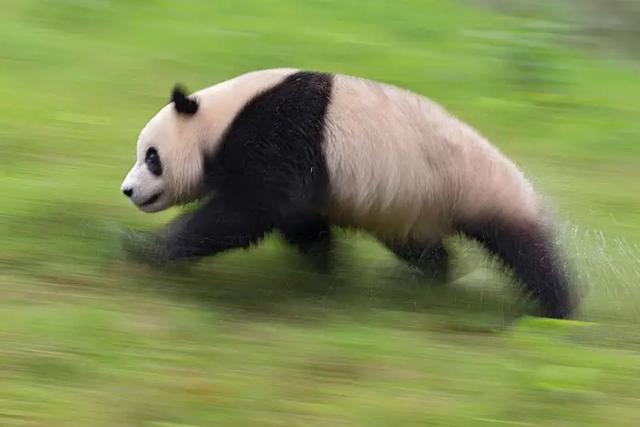 大熊猫资料简介，那它在猛兽中到底是什么段位的