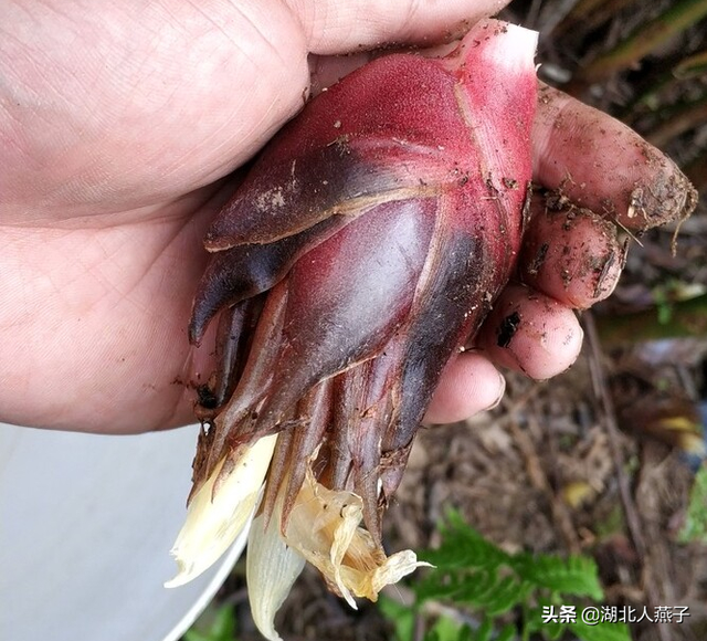 春天能吃的野菜大全，春天都有哪些野菜可以吃（送你63种野菜大图鉴）