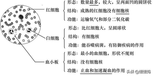 草履虫的结构，草履虫的结构层次模式图（应考技巧丨初中生物识图题常用结构示意图）